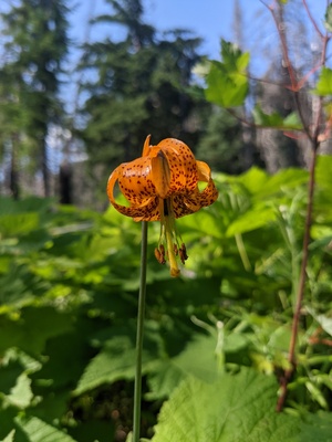 A tiger lily! Native to Asia, but somehow found in the alpine meadows of the Glacier Peak Wilderness